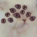 🔮CATBOYPILLED🔮