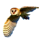 Grass Owls