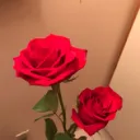 The Brotherhood of the Rose