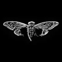 Cicada