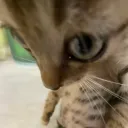 Katie's Kitten Club