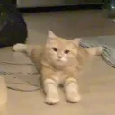 i mong