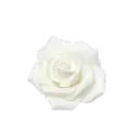 ꒦꒷₊˚🥀 ₊‧ 𝗪𝗵𝗶𝘁𝗲 𝗥𝗼𝘀𝗲 𝗘𝗺𝗽𝗼𝗿𝗶𝘂𝗺