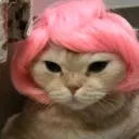 Et de Societatein Cattus Orff Wig's