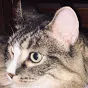 SizzledCat Discord