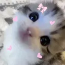 pooki guild ❤