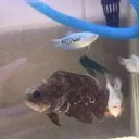 fish tank