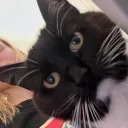 Meow Meow Gang