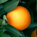 Apelsins