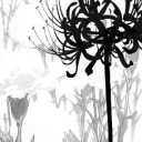 Arachne's Server