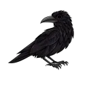 The Corvid Conspiracy