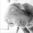 Morphs animal world