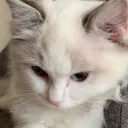 KittenKisses