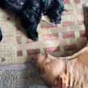 Pets around the 🌏