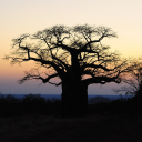 L'Arbre &amp;agrave; Palabres Server Icon