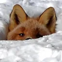 Fox Fan Club