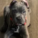 Cane Corso Chronicles