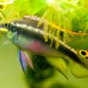 Aquariumchat.nl
