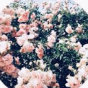 WIP | âœ¦ ï¹•Flowers ï¹• âœ¦ Server Icon