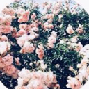 WIP | âœ¦ ï¹•Flowers ï¹• âœ¦