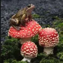 Frog's server