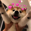 Wholesome House