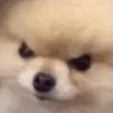 Dogs Community .