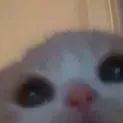 Meow Gang 🎀 banner