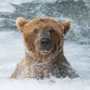 🐻Meskuciu gang!🐻