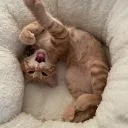 えふぴーえすぷれいやー