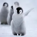 Penguinought’s Epic Iceburg