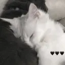 猫 ｡ katania™