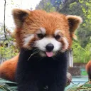Church of Red Panda
