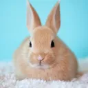 🐰Ewa🐰