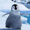 Cafofo do pinguim's icon