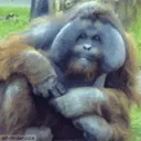 Big Jungl
