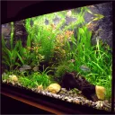The Aquarium