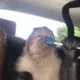 MONKEY GANG
