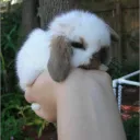 Streamer Burrow