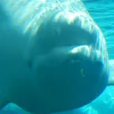 Cetacean Central