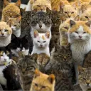 The Cat Colony