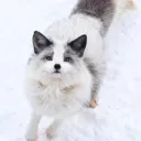 銀ぎつねは雪が好き
