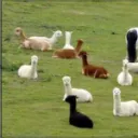 The Llama Field