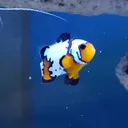 Michigan Fishkeeping