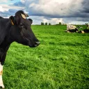 Permissions Pasture