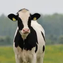 Amber's Dairy Farm