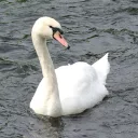 NLP Aspire!'s icon