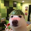 Perro Sandia Gang