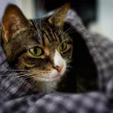 CatChat