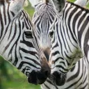 Zebra Server